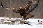 Сказ про беркута, или С годом Парящего орла! | Відкритий ліс